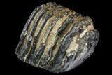 Partial Southern Mammoth Molar - Hungary #149852-1